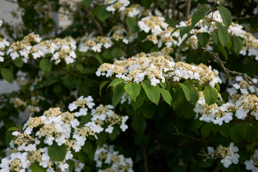 viburnum, sneeuwbal, winterbloeier, tuinen.nl