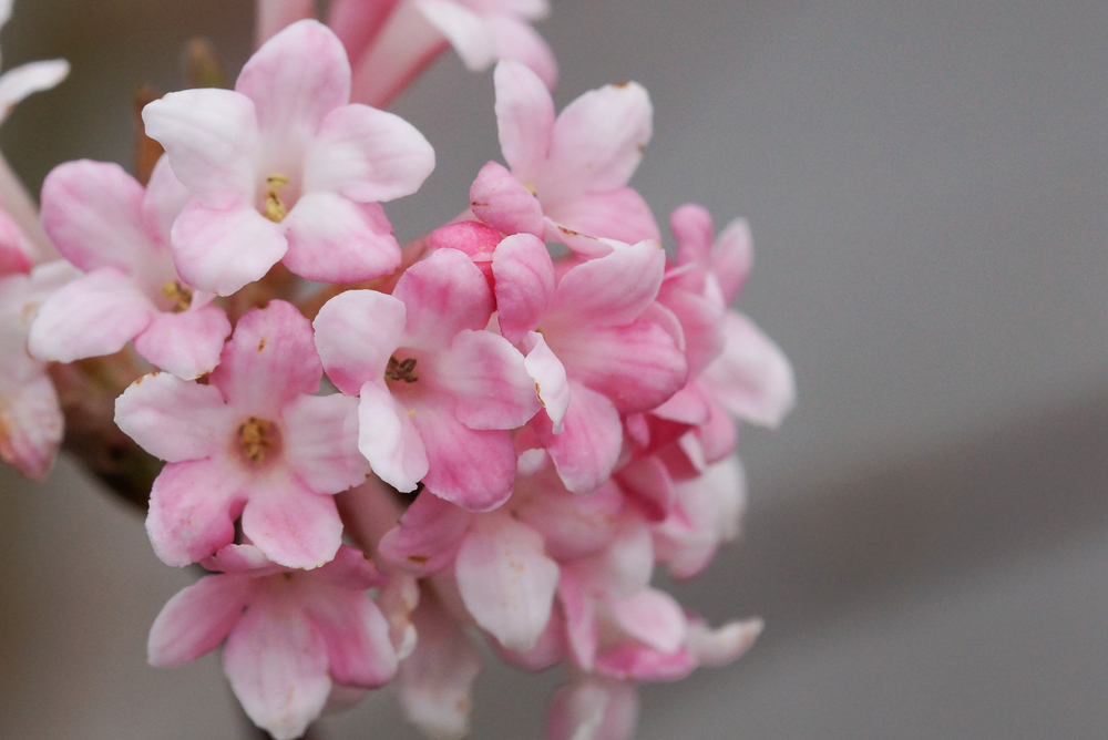 Viburnum farreri