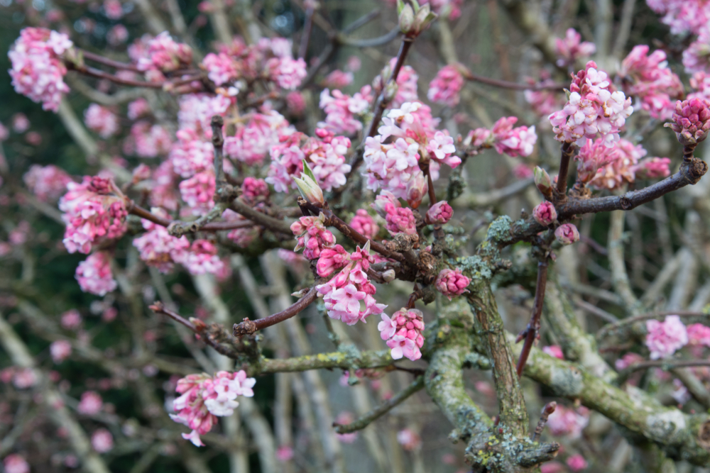 Viburnum x bodnantense